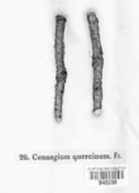 Colpoma quercinum image